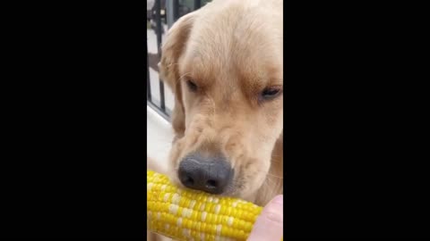 Golden Retriever eating a corn