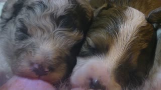 1 minute of five Cavapoo babies feeding..