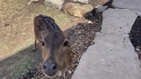 Rescued Deer Loves Coming Home For Strawberries