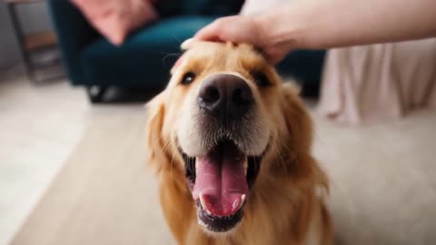 Man stroking the dog's head with his hand