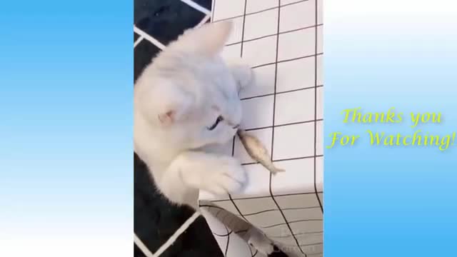 Pets doing crazy and funny things