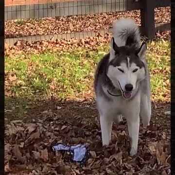 Husky Saves Puppy From Ultimate Humiliation