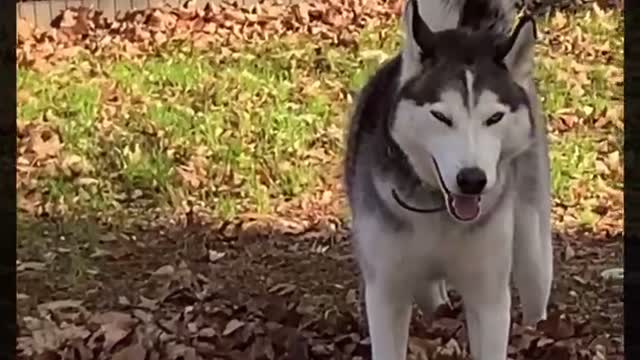 Husky Saves Puppy From Ultimate Humiliation