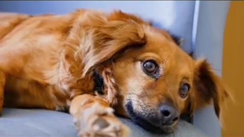 Dog funny video | Cute funny dog video | cute dog funny emotional video ❤️❤️