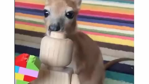 Cutest baby animals Videos Compilation Cute moment of the Animals - Cutest Animal