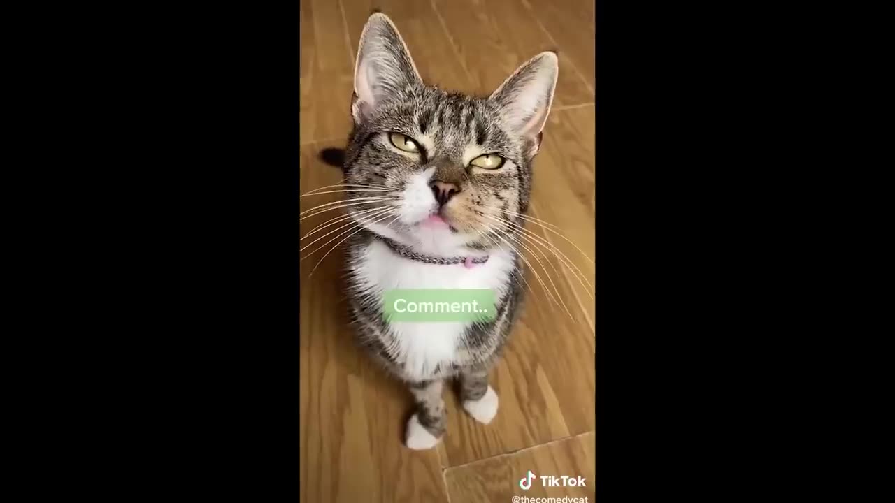 Try Not To Laugh New Funny Cats And Dog Video - MeowFunny Part 15