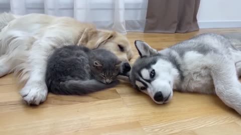 Cute Dogs & Cat Friendship