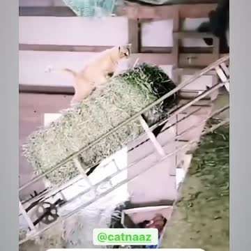 What does a playful cat do?