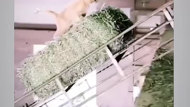 What does a playful cat do?