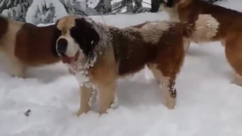 King of snow mountains