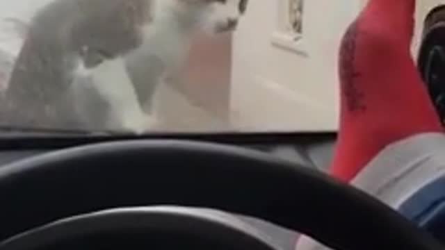 Cat and Can be so funny