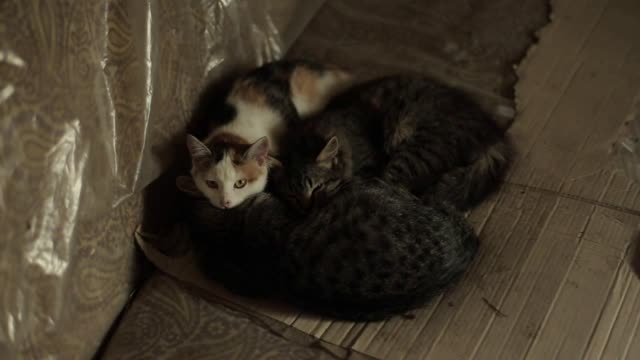 Cats sleep closely snuggling together and one is looking at the camera. Close-up