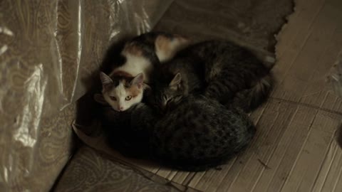 Cats sleep closely snuggling together and one is looking at the camera. Close-up