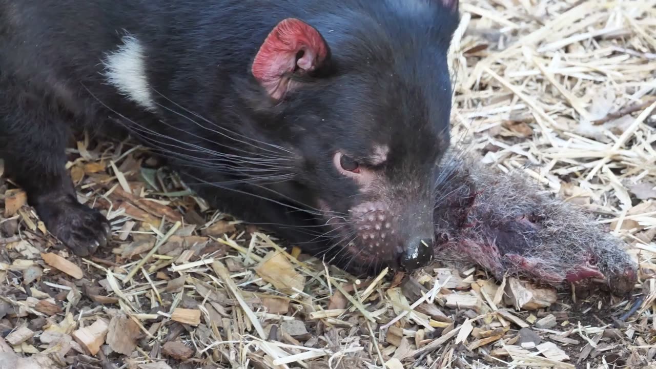 Tasmanian Devil: The Loudest Screech in the Wild!