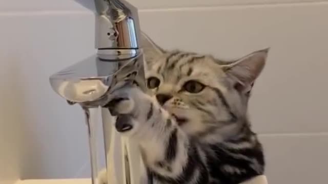 OMG So Cute Cats ♥ Best Funny Cat Videos 2021#Quitecatvideo