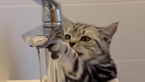 OMG So Cute Cats ♥ Best Funny Cat Videos 2021#Quitecatvideo