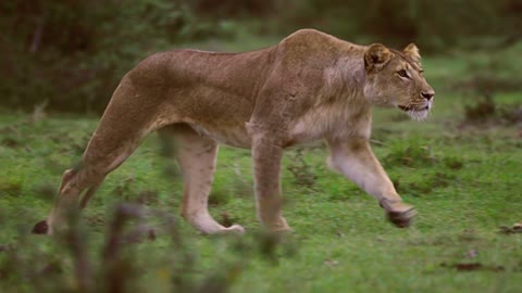 Attack of Lioness