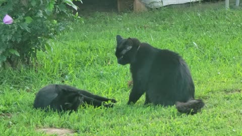 MID-AIR COLLISSION: BLACK CAT BROTHERS ENJOY EACH OTHER'S COMPANY