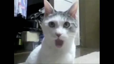 The omg cat