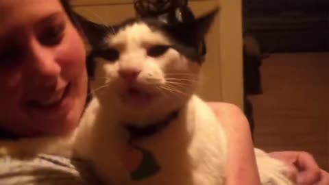 Hungry cat is moving its tongue