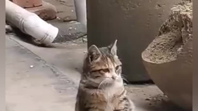 Funny cat playing with himself 😁