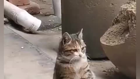 Funny cat playing with himself 😁