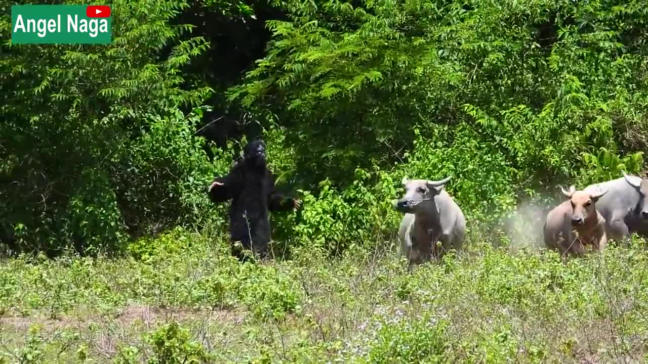 Fake King Kong attack Prank Dog Make Funny.