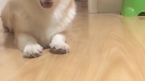 Can't stop laughing animals cats and dogs🐈😺 Cute #74💋🥺