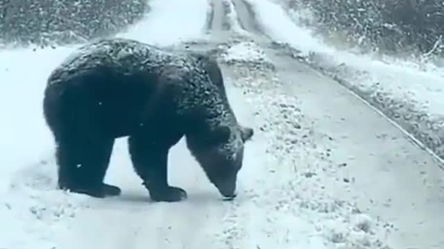 Bear walk in snow