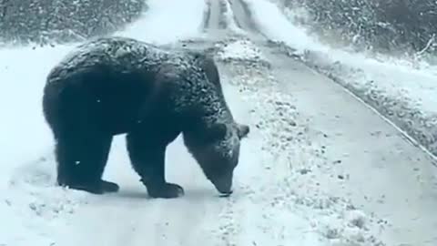 Bear walk in snow