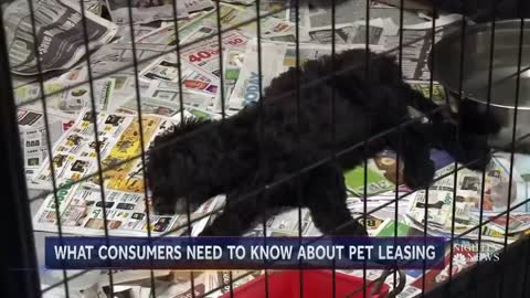 Pet Leasing Legal In 42 States