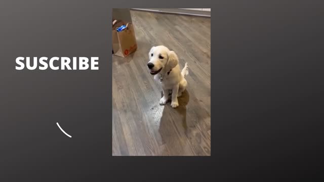 shoot dog