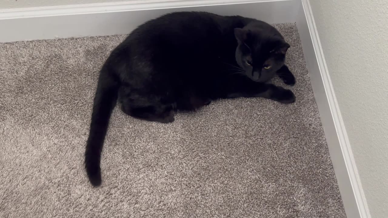 Cute Precious Piper Guards the Landing - Adopting a Cat from a Shelter Vlog