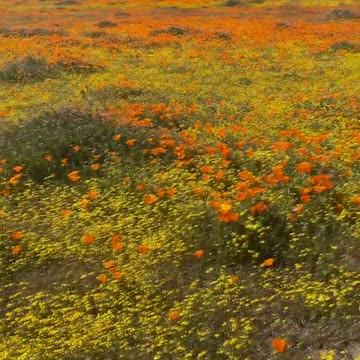 Enjoy the California Superbloom! | Walk Along the Path With Us!