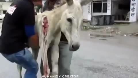 Humanity_ Save Animals_Helping The Animals Everyone Loves Him