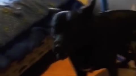 Animal Funny video