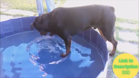 Dog traning video
