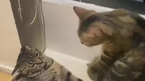 Funny and Cute Cats Videos #145