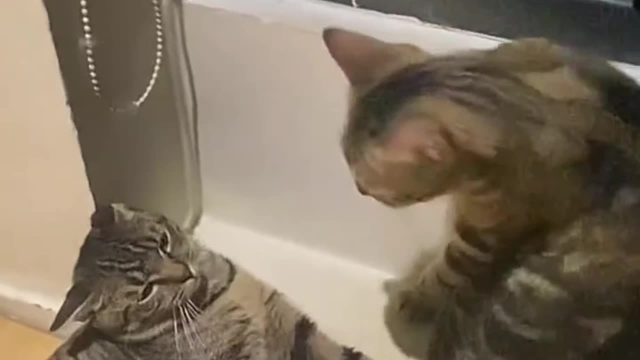 Funny and Cute Cats Videos #145