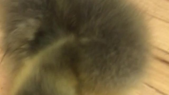Meet Bert. My special needs Toulouse goose