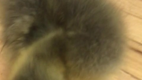 Meet Bert. My special needs Toulouse goose
