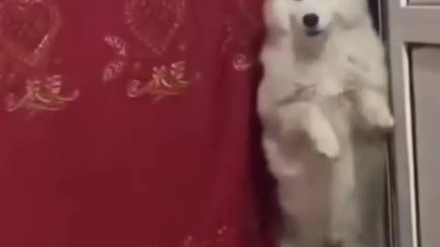 Dog Doing Funny Dance