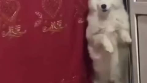 Dog Doing Funny Dance