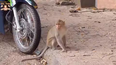 Funny animal video monkey funny video #animalvideo #funnyanimal