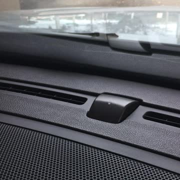 Lizard on windscreen