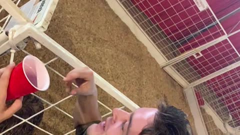 Ostrich eats my son’s finger!