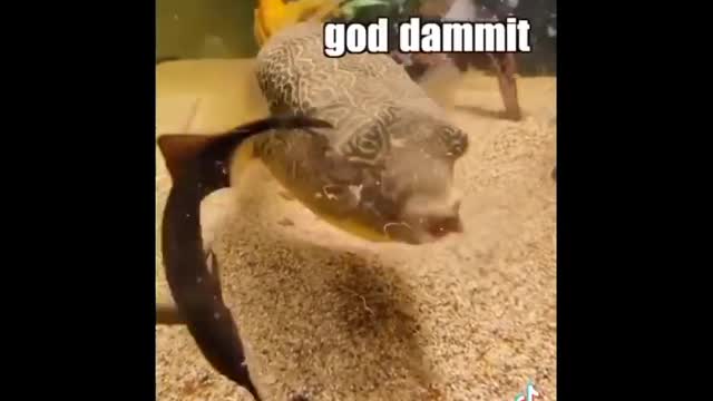 Funny Animal