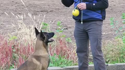 Teach your dog through progressively harder situations instead of punishment for failure to listen.