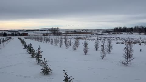 New Tree Field in Winter