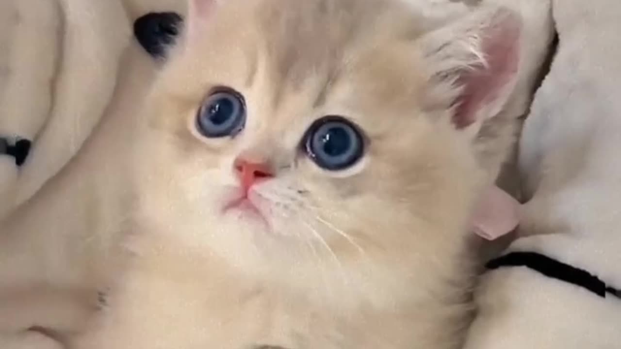 Adorable Kittens Galore: A Heartwarming Compilation Of Feline Fun!